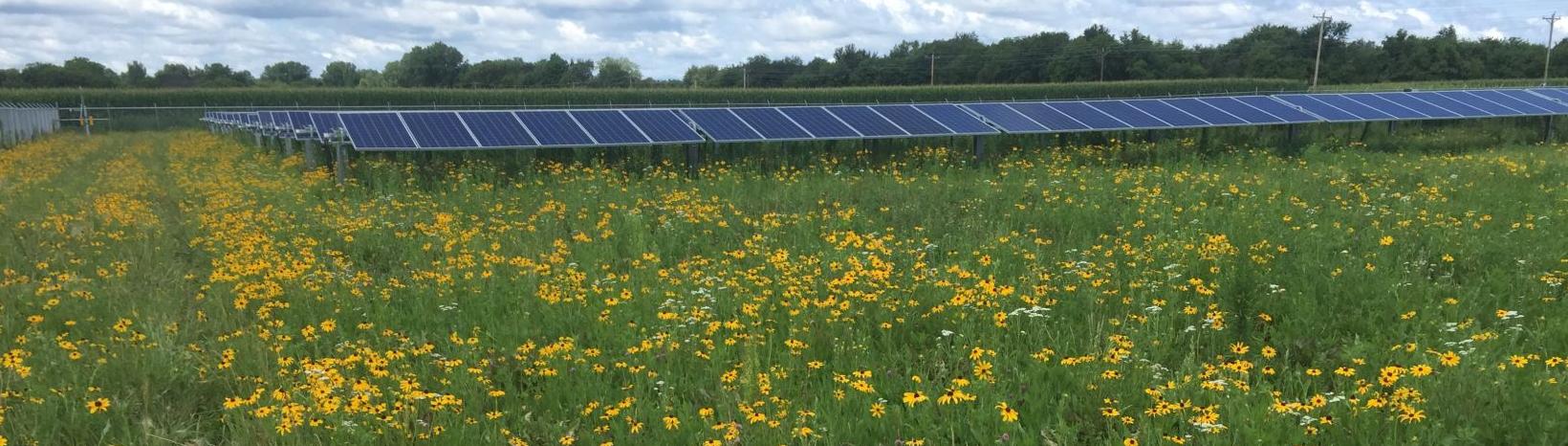 Solar farm with pollinators
